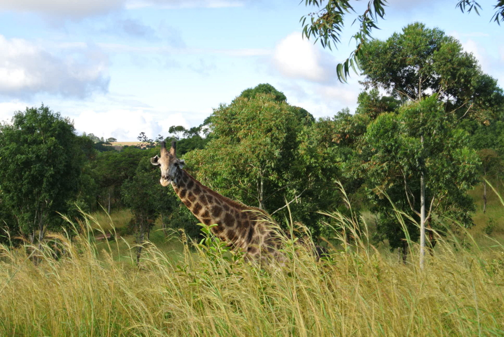 f:id:kawa0318jp:20170419051345j:plain