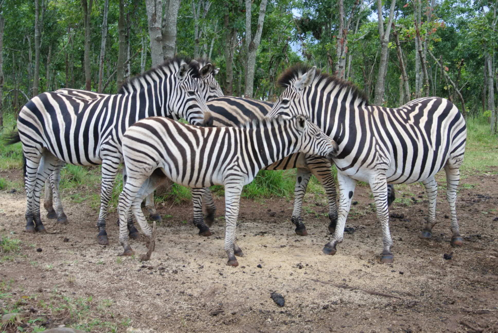 f:id:kawa0318jp:20170419051353j:plain