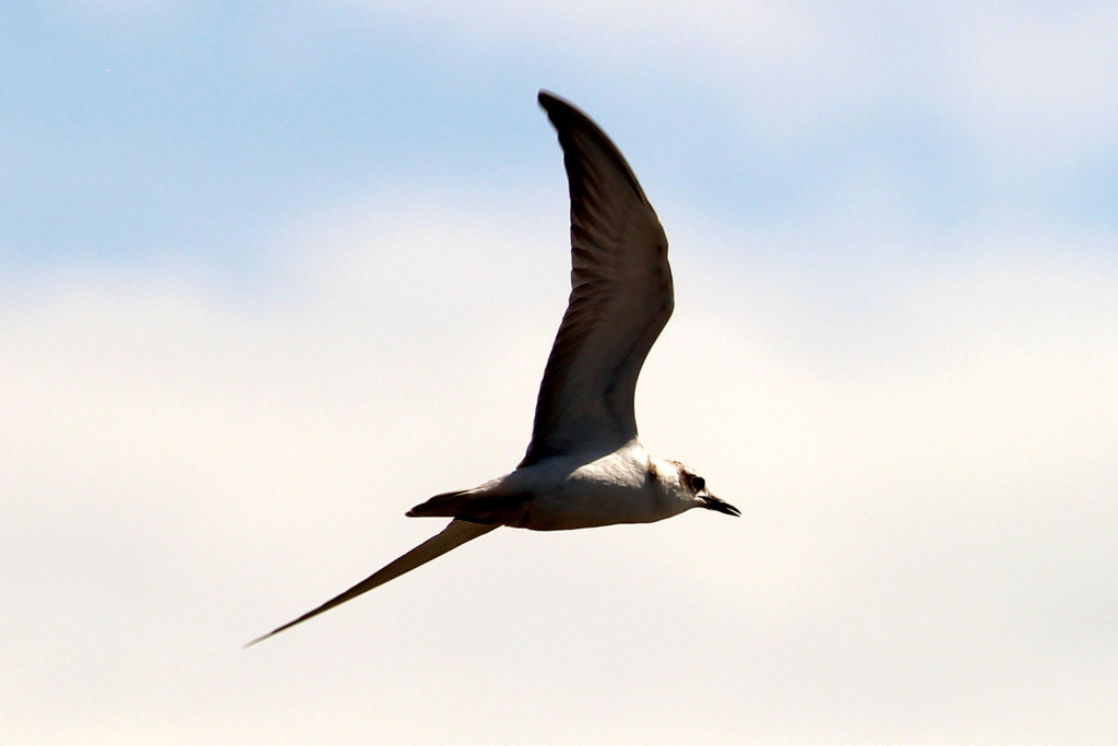 f:id:kawa0318jp:20170419051356j:plain