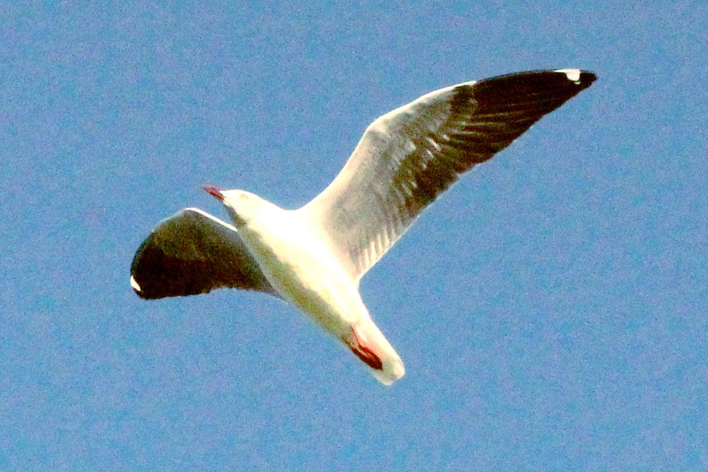 f:id:kawa0318jp:20170419051404j:plain