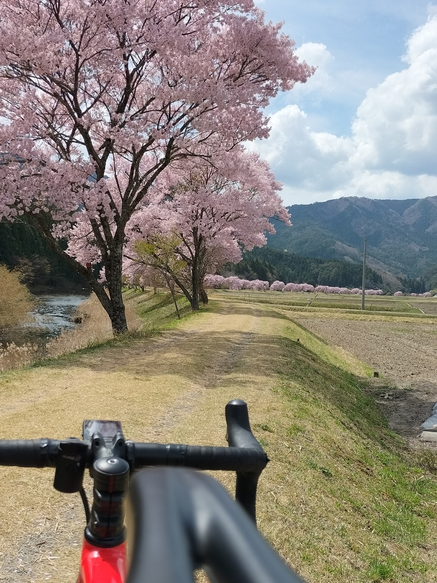コヒガンザクラ　清水　名倉