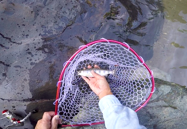 f:id:kawabatamasami:20190620080628p:plain