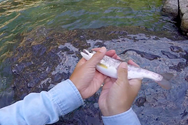 f:id:kawabatamasami:20190620080630p:plain