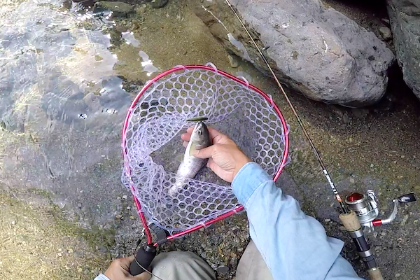 f:id:kawabatamasami:20190620080639p:plain