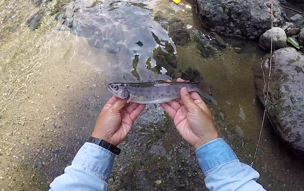 f:id:kawabatamasami:20190620080645p:plain