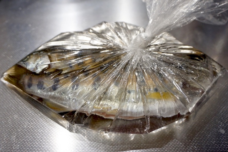 ヤマメの塩焼き 家のグリルで美味しく焼くコツを紹介 生涯山釣り たまに海