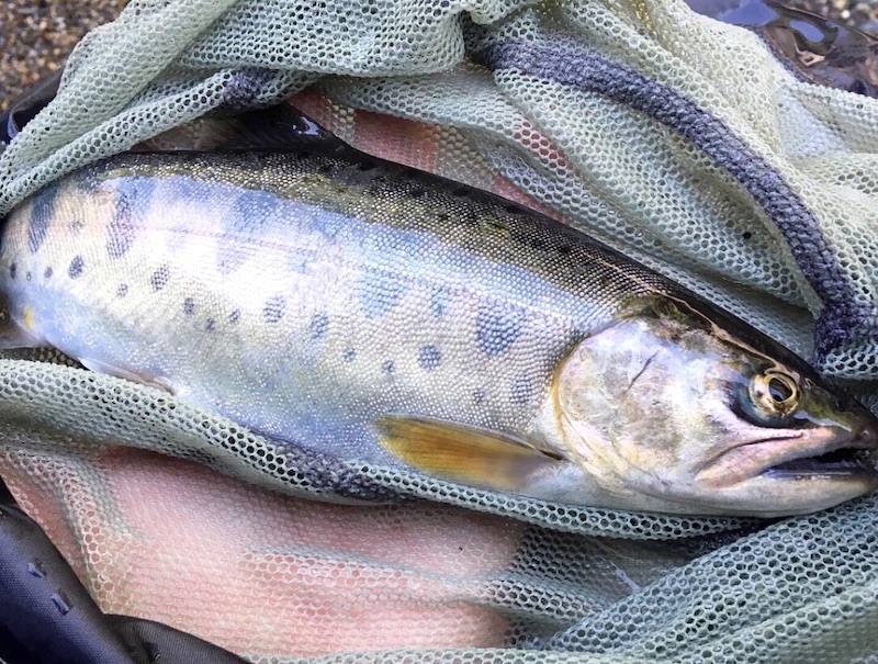 30センチ以上の尺ヤマメの釣りかた 尺ヤマメは狙って釣れるのか 海鮮キング