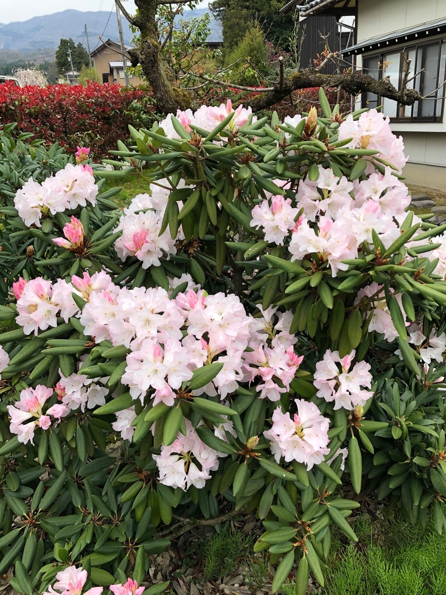 f:id:kawabe-k:20200417161138j:plain f:id:kawabe-k:20200417161138j:plain