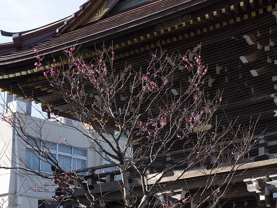 f:id:kawacame1959:20210104202917j:plain