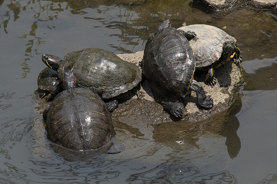 近隣にもカルガモの親子がいました。足立区東和親水公園 - 下町