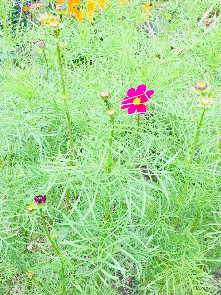 f:id:kawachienne:20181009084823j:plain f:id:kawachienne:20181009084823j:plain