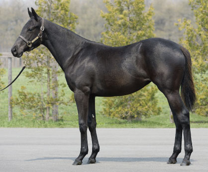 f:id:kawachinothoroughbred:20161126114509j:plain f:id:kawachinothoroughbred:20161126114509j:plain