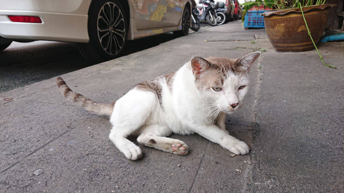バンコクの猫カフェならぬ猫食堂 ムームーのお店 なんとなくバンコクに移住してみました