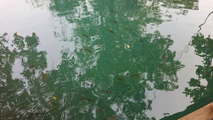 f:id:kawada1234:20190517132125j:plain