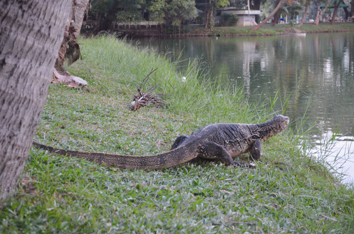 ルンピニー公園のオオトカゲ