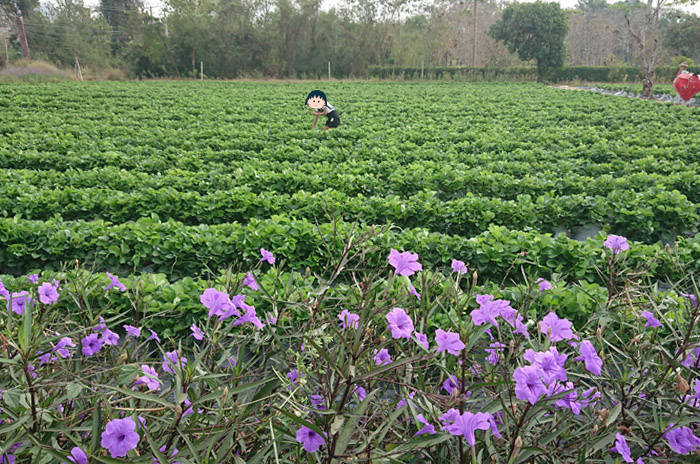 f:id:kawada1234:20190904131303j:plain