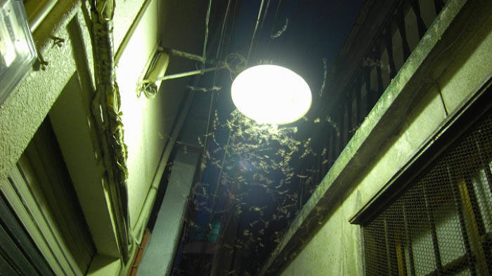 f:id:kawada1234:20210325171600j:plain