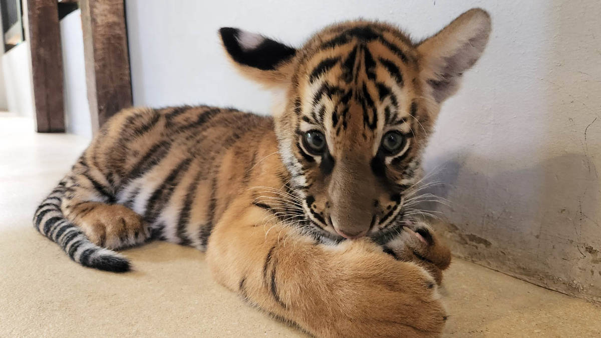 タイガーパークパタヤの紹介