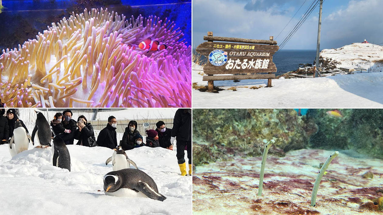 おたる水族館の行き方と紹介