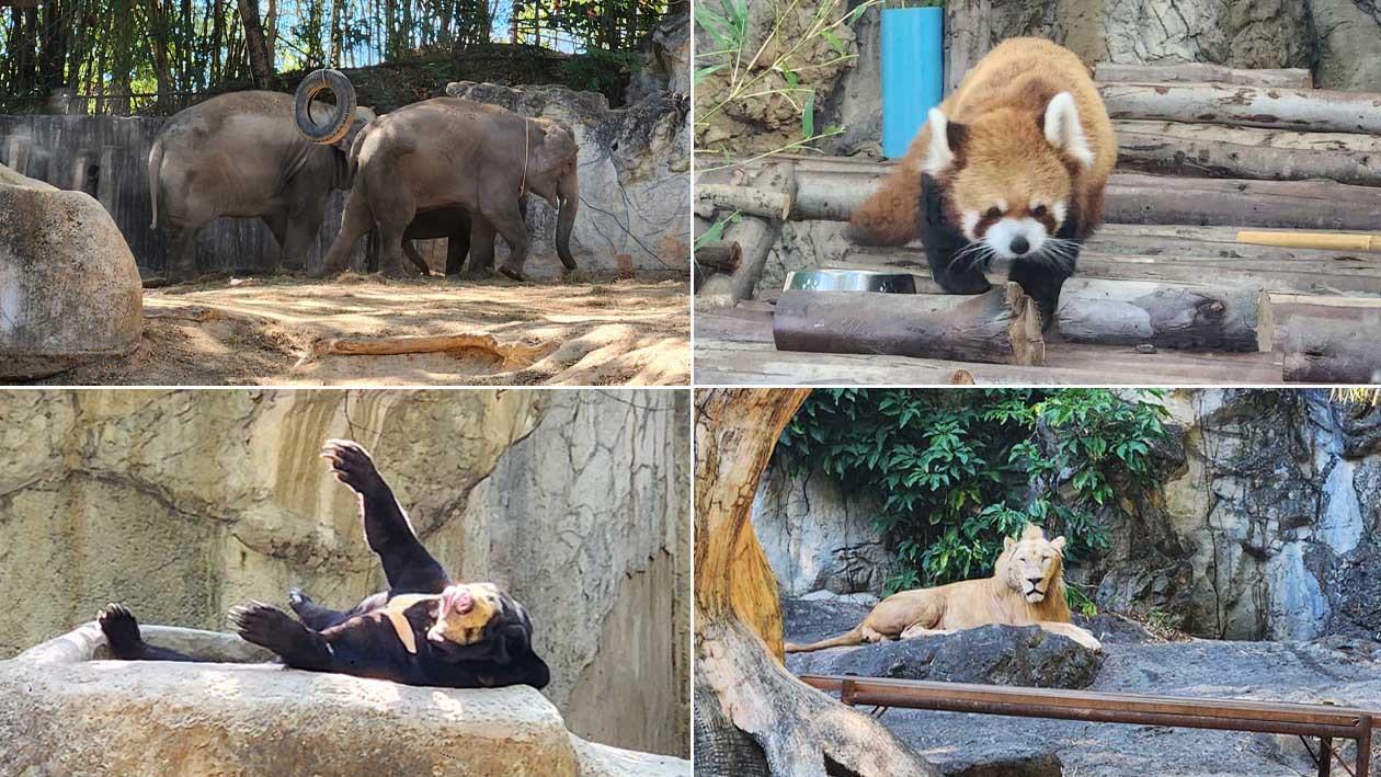 チェンマイ動物園