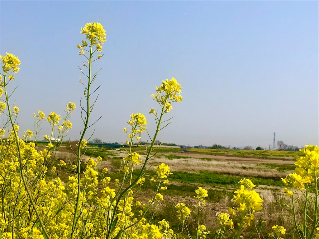 f:id:kawagoe-rs:20200322171247j:image