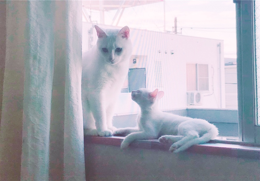f:id:kawaguchimama:20210811165456j:image