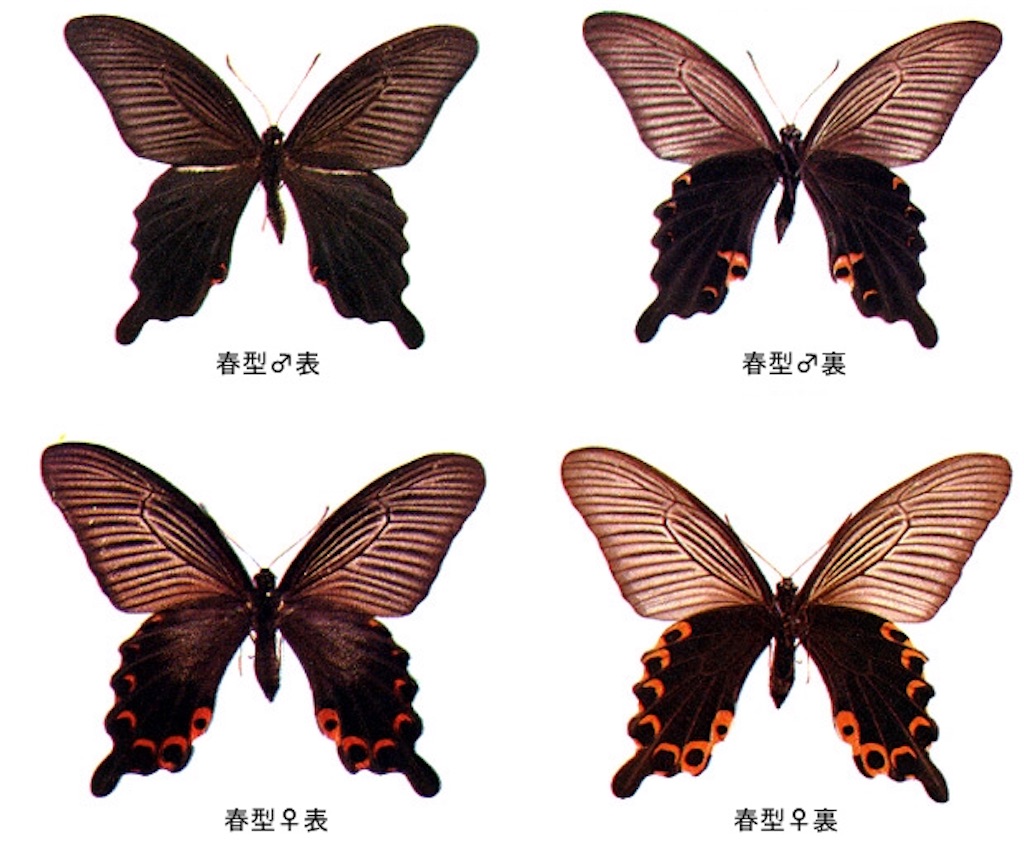 f:id:kawaharashohei88:20181002035811j:image f:id:kawaharashohei88:20181002035811j:image