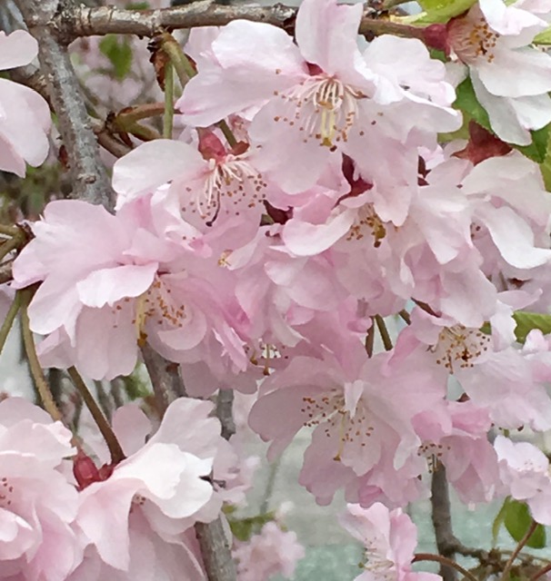 f:id:kawaii-handmade:20200328162020j:plain f:id:kawaii-handmade:20200328162020j:plain
