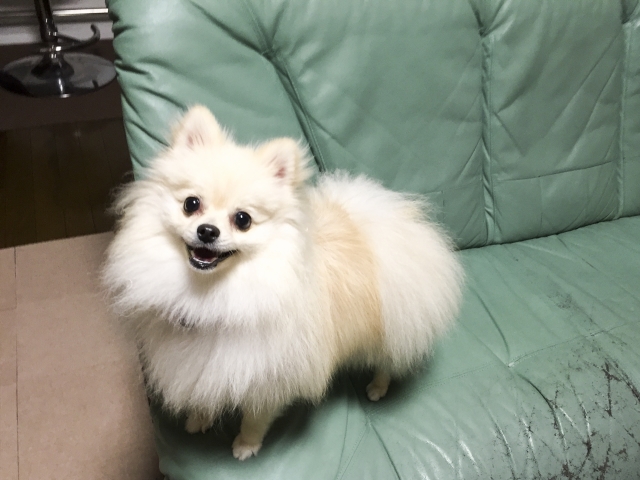 初心者でも飼いやすい犬種ランキング 犬の特徴もご紹介 明日は明日の風が吹く