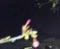 三代め・My河津桜＊ 春呼姫サマ♪カウントダウンッ☆