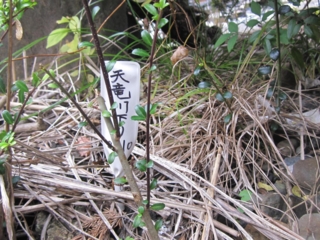 f:id:kawakudari:20101127083926j:image