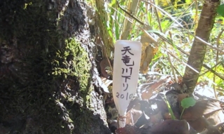f:id:kawakudari:20101129220629j:image