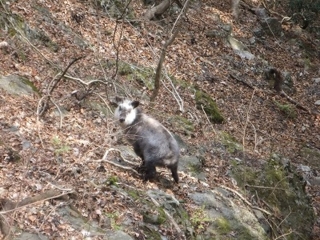 f:id:kawakudari:20110305173902j:image