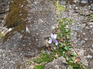 f:id:kawakudari:20110416111602j:image:w360