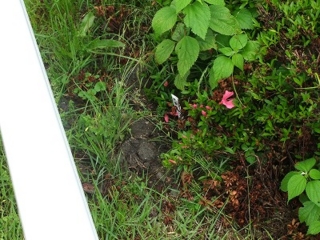 f:id:kawakudari:20110529221923j:image:w360