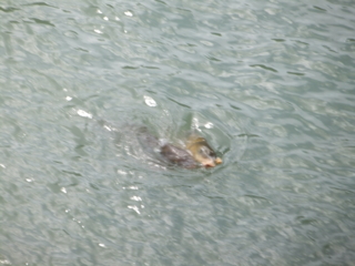 f:id:kawakudari:20110626141407j:image