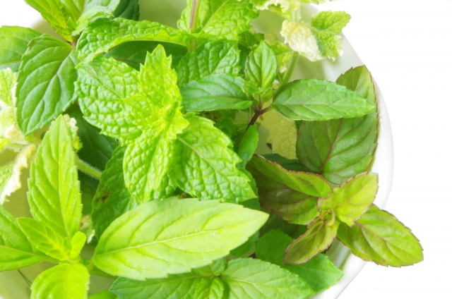 f:id:kawalarimar:20190517103222j:plain