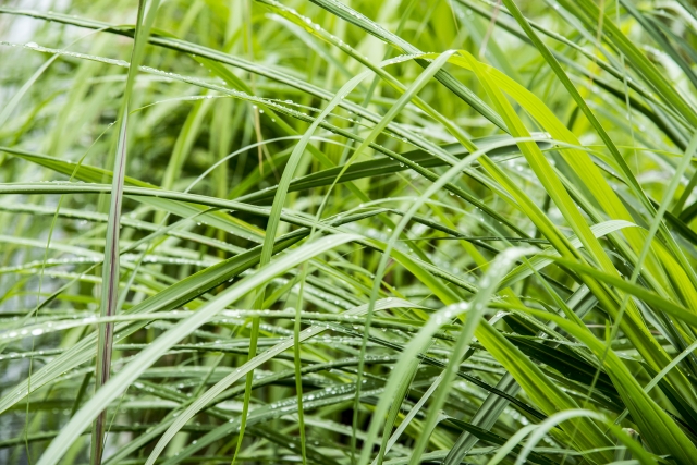 f:id:kawalarimar:20190626101524j:plain