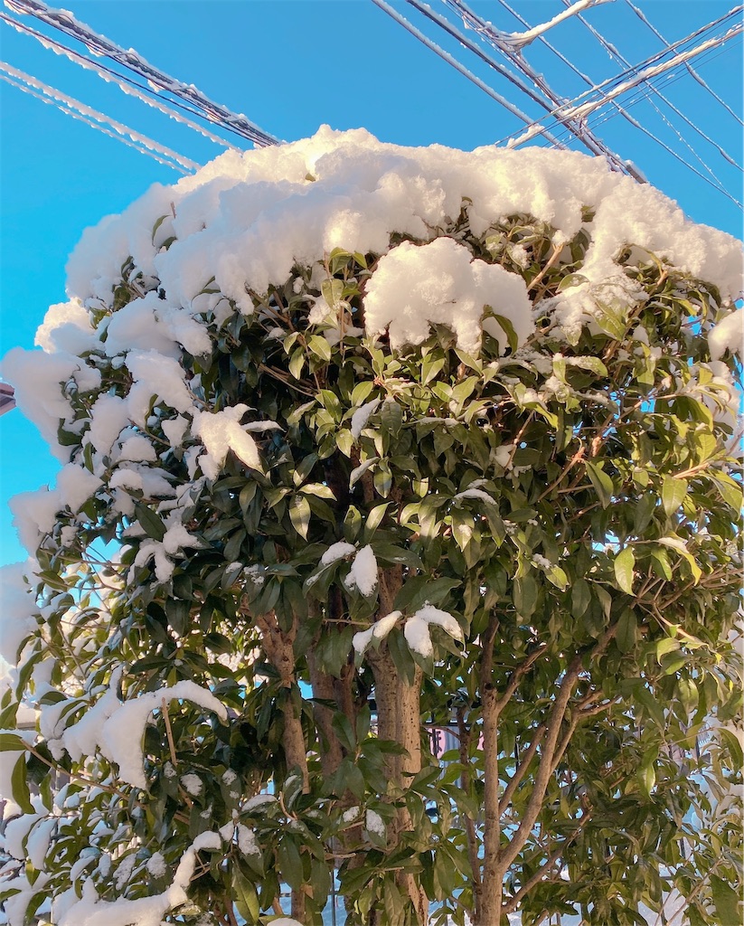 f:id:kawalarimar:20220107160145j:image