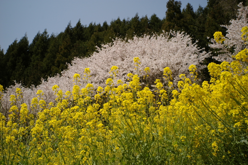 3/31（土）【愛媛県伊予市中山町出渕】　「春爛漫」　　V28