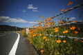 9/16（月）【山口県岩国市牛野谷町】　「初秋」　V15