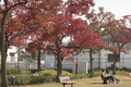 11/13（水）【広島県大竹市東栄】　公園の紅葉」　Rx6