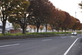 11/19（水）【愛媛県四国中央市下柏町】　「ケヤキ」　RS