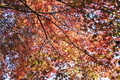 11/23（日）【愛媛県伊予市中山町中山】　「紅葉」　RS