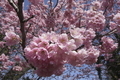 3/1（日）【愛媛県伊予市上吾川】　「河津桜」　V50h