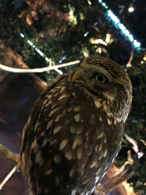 f:id:kawaosamushi:20160214162325j:image f:id:kawaosamushi:20160214162325j:image