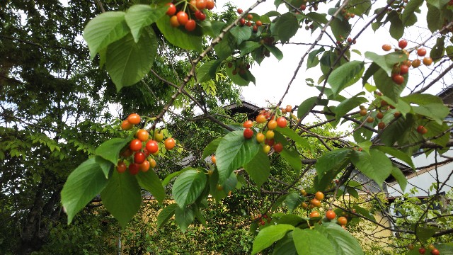 f:id:kawarara:20210503125255j:image f:id:kawarara:20210503125255j:image