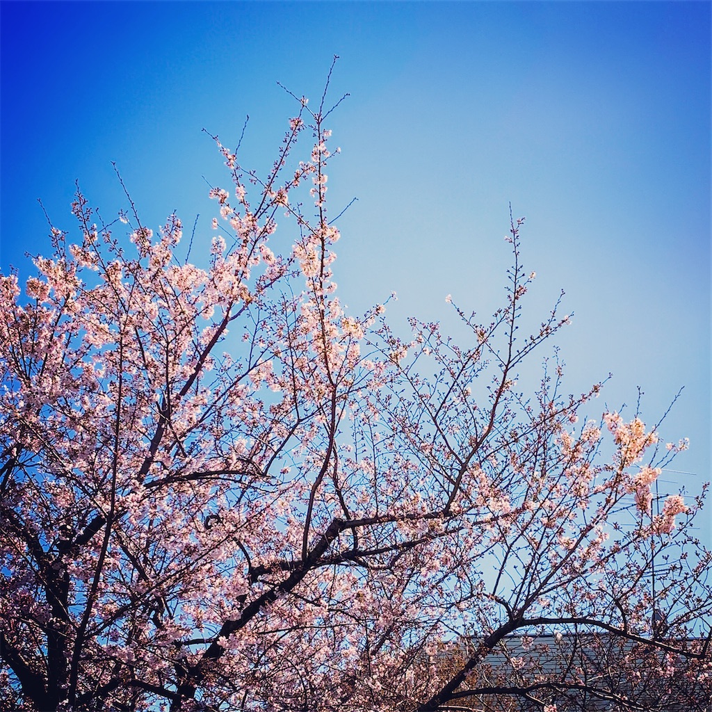 f:id:kawasek:20200326162611j:image