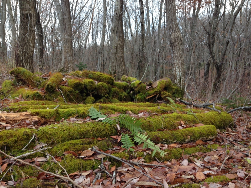 f:id:kawasimanobuo:20131201174847j:image:w360 f:id:kawasimanobuo:20131201174847j:image:w360