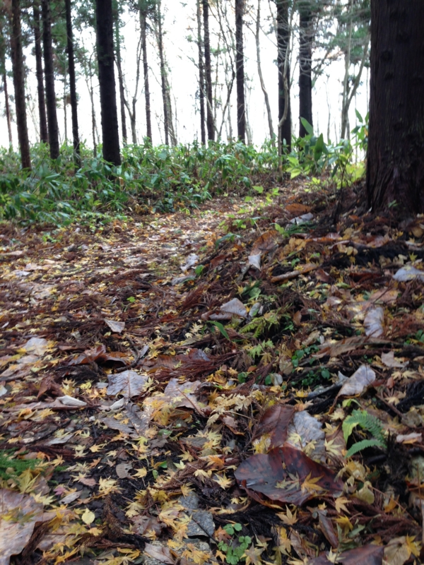 f:id:kawasimanobuo:20131201193549j:image:w360 f:id:kawasimanobuo:20131201193549j:image:w360